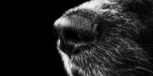 grayscale animal nose